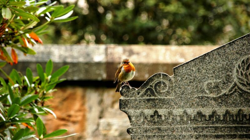 Religionsunterricht im Dialog mit dem Leben – Friedhofsführungen auf dem St. Stephani-Friedhof Helmstedt