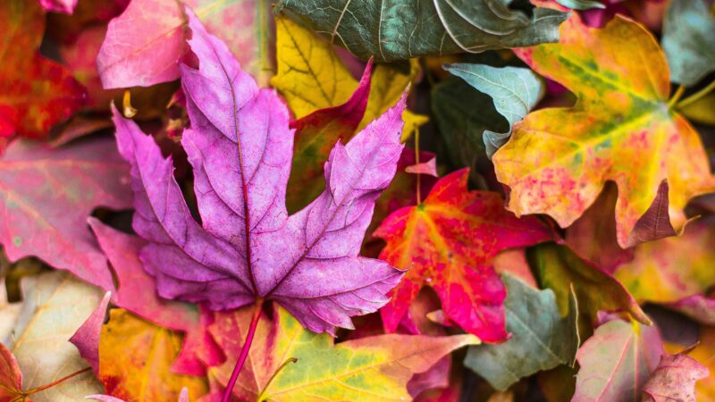 Schöne Herbstferien!